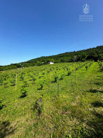 Historická chata s vinicou  a kompletným zázemím – Hrušov