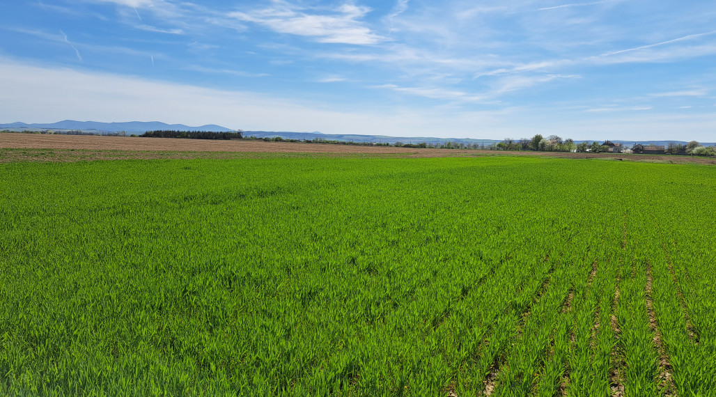 Stavebný pozemok Cestice