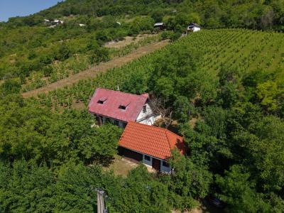 Historická chata s vinicou  a kompletným zázemím – Hrušov