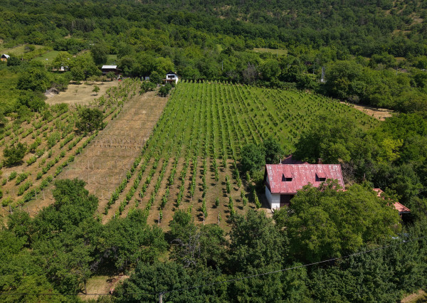 Historická chata s vinicou  a kompletným zázemím – Hrušov